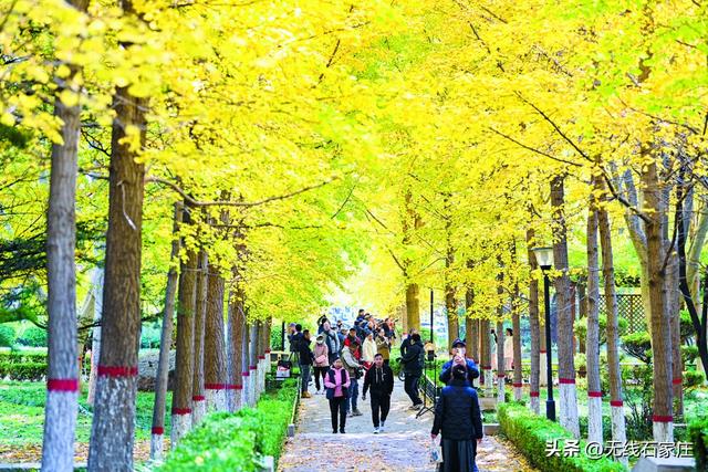 影像纪实 | 石家庄：一城斑斓入画来