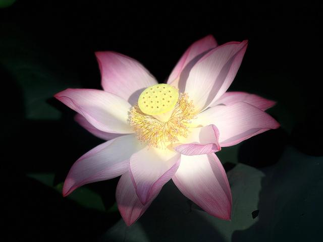 夏日西湖，8月9日。