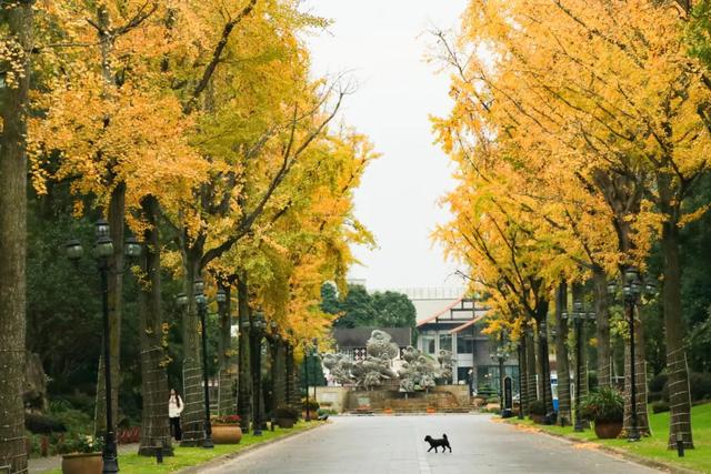 好看！好拍！郫都银杏打卡攻略→