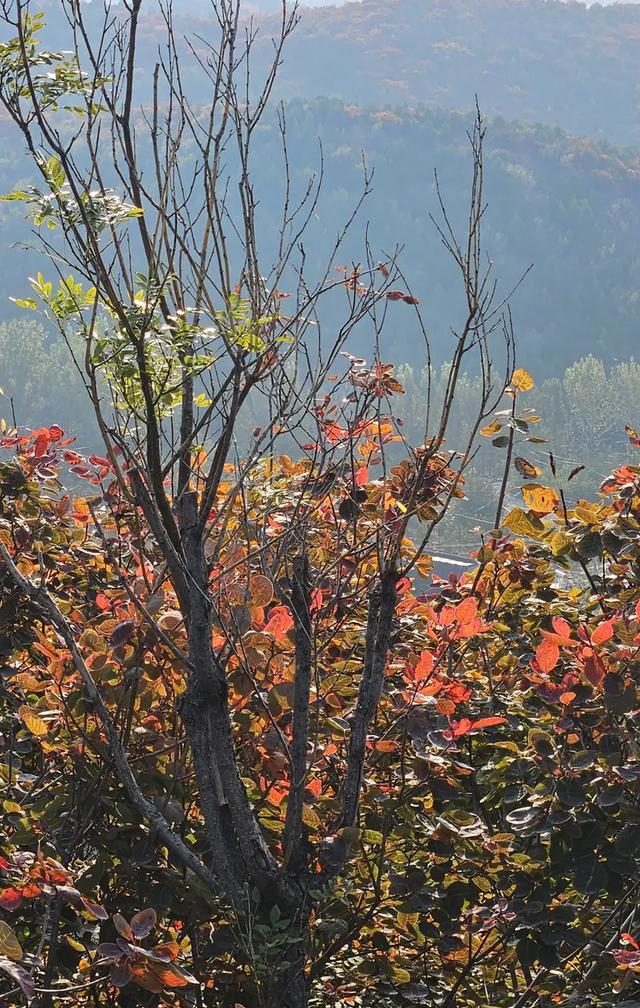 京郊红叶顶流已上线,这里已经美到窒息!避堵攻略速藏!