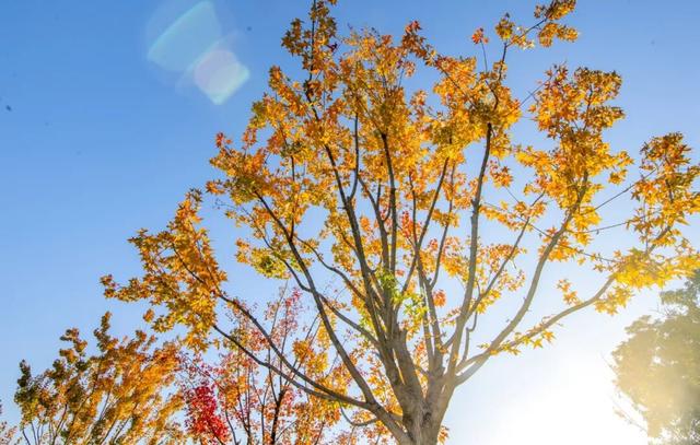 打卡定州限定秋景！