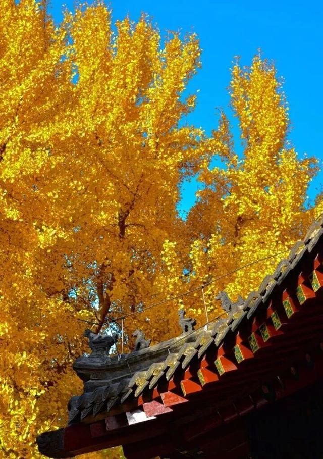 领取限定“杏”运！抓紧来看金色山东