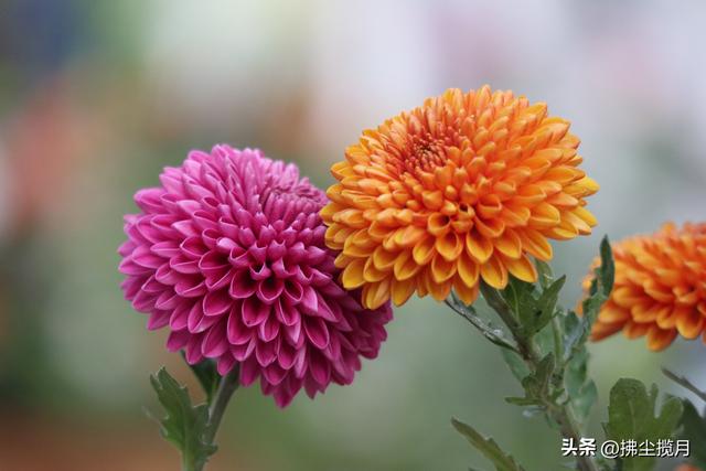 小区里的“菊展”，家门口的美景