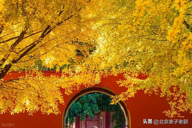 北京秋日Citywalk全攻略｜本周银杏黄金路线追秋指南