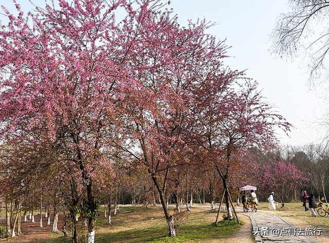 成都最大规模冬樱花开了，1000多株，惊艳壮观，免费，地铁直达！
