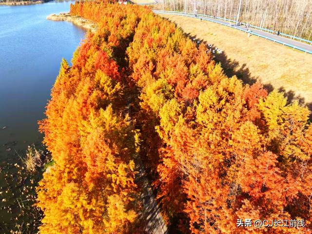 河南淮滨：湖畔杉红景美人更美