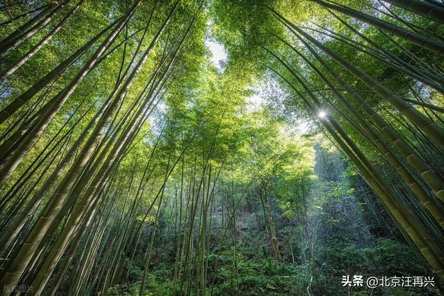 鲁智深只知倒拔垂柳，这野竹林非野猪林，江南七怪：难怪七贤喜欢