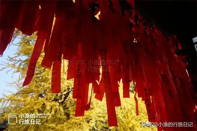 陕西古树，真的“封神”了！第二弹：秋天必看系列，最意外是它？