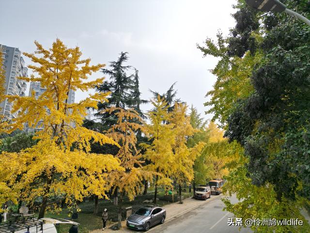 成都徒步（71）·昭觉寺银杏&升仙湖水杉