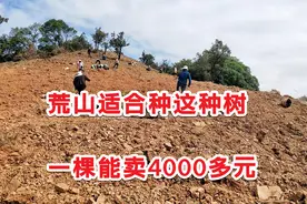 老家有荒地可以种什么？这个珍稀树种很不错，一棵能卖4000多图片