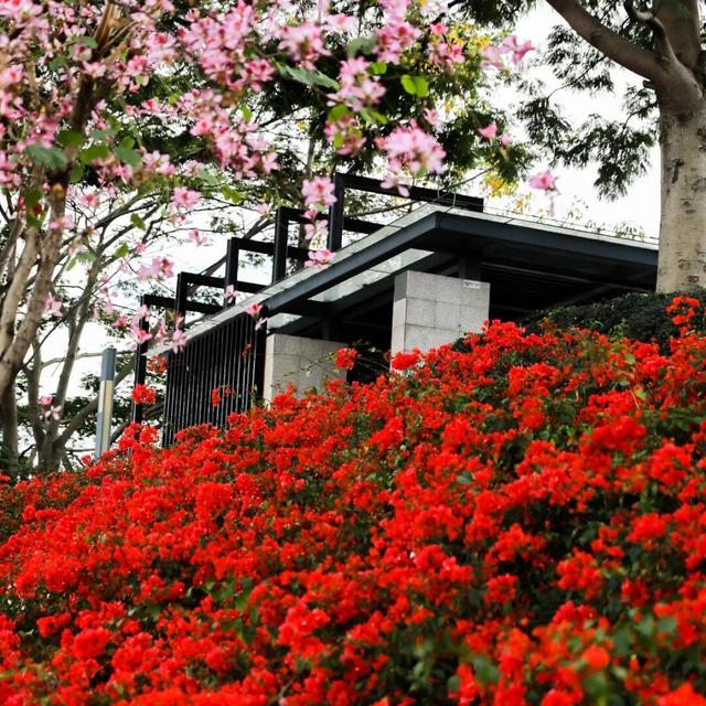 闭眼冲！11月光明公园这样玩！