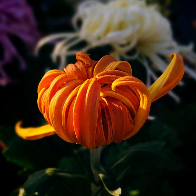 武汉动物园金秋菊展集锦