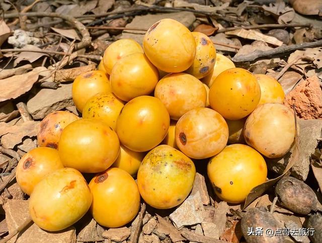 成都龙泉山爆红徒步路线，享受超级梭梭板，大人小孩都喜欢！