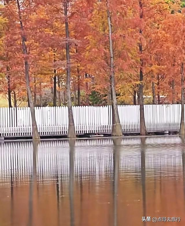 成都旅游真厉害，水杉红又被国际“种草”，这5处超级壮观！