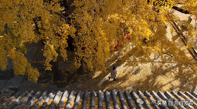 首日突破10000人！浮来山银杏季从从容容花式“宠客”！