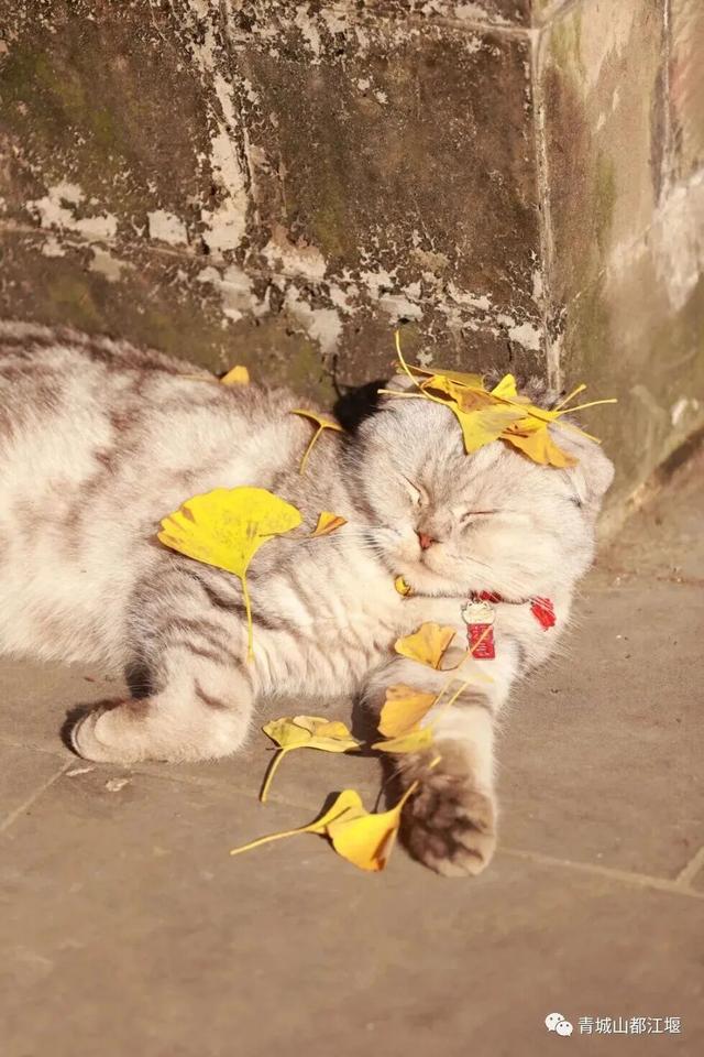 美疯！我就说初冬的都江堰有真东西！