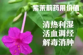 太阳下山才开花的“煮饭花”紫茉莉，除了好看，用途居然有这么多图片