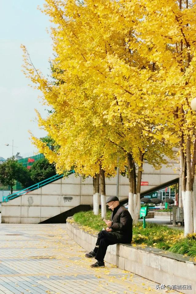 错过等明年！宜宾今年宝藏银杏打卡地合集在这里