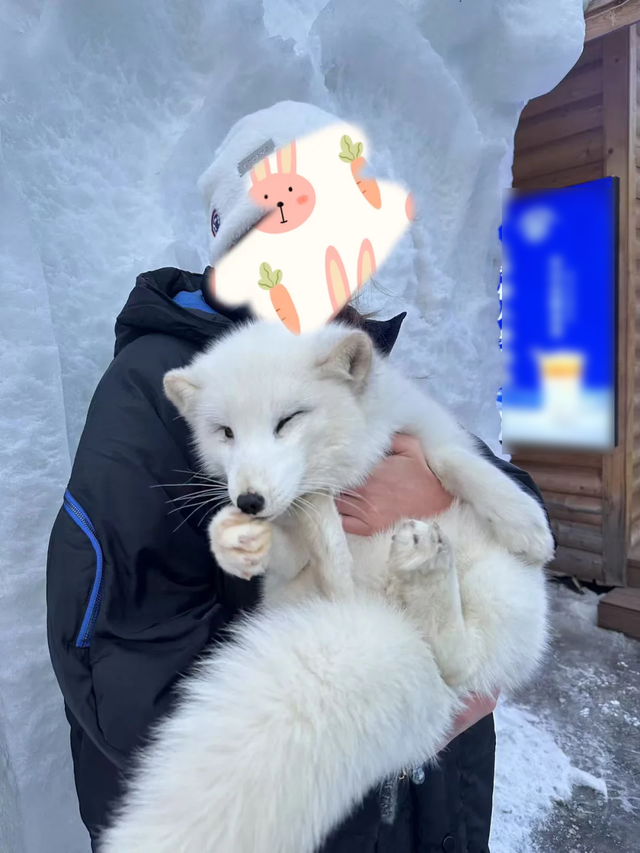 爆火的东北游里，“比家猫还乖”的雪狐不正常
