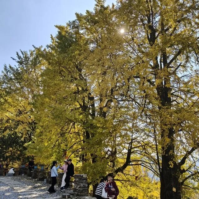 邵阳人藏不住的秋冬快乐!这些“金色浪漫”,@所有人来约!