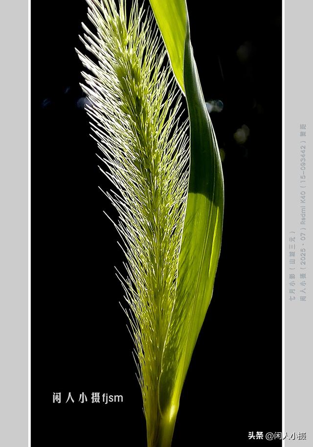 聊手机摄影（85）手机摄影用光入门须掌握	，极具表现力的逆光摄影