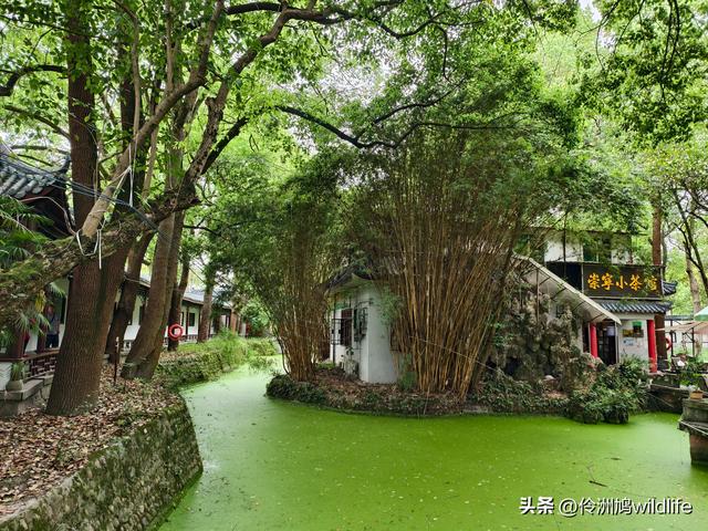 成都古镇（15）郫县唐昌古镇崇宁公园·大椿巷