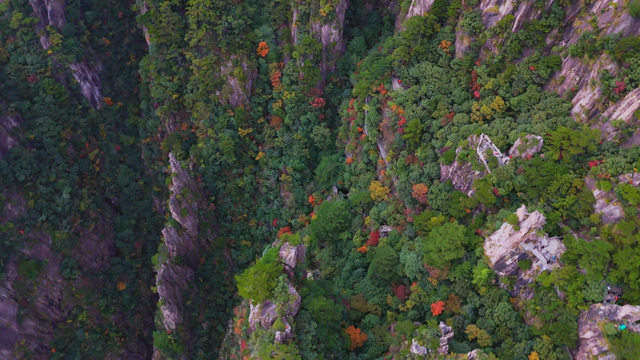 黄山秋景现场播报：云海“开挂”，秋色“沸腾”，抓紧冲