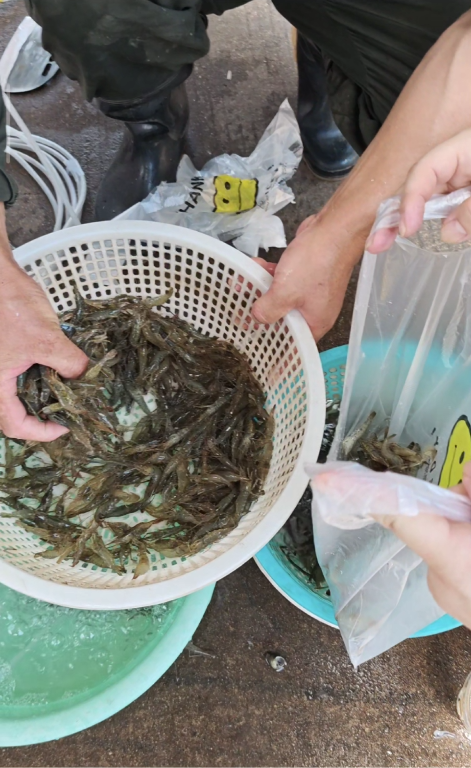上海居然藏着个小洱海，虾壳半透明能照见人影，下锅前还在蹦迪！