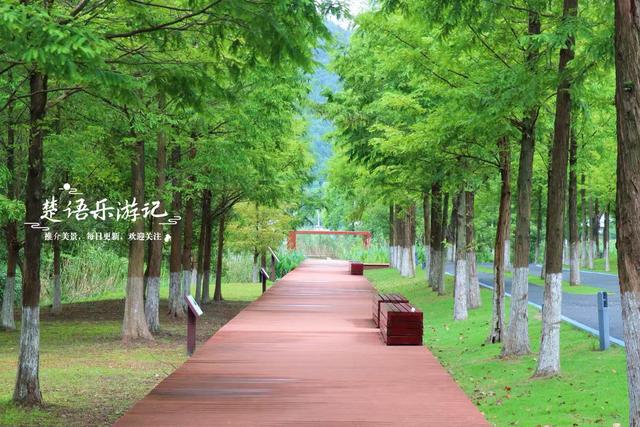 浙江宁波这片湿地少有人来，却是很美的赏荷胜地，周边美景也很多