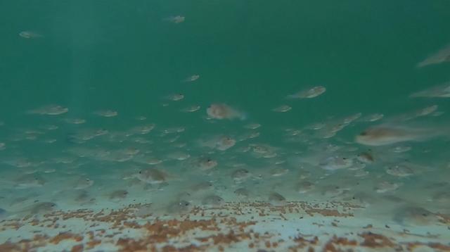 鳘鱼胶的价格1800一斤 鲮鱼胶多少钱一斤