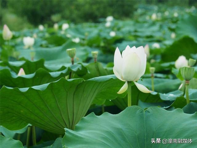 荷花美莲蓬俏！宝龙邀您共赴秋日“荷”约～