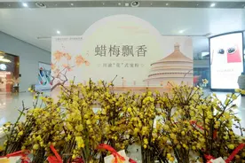 新春走基层｜川渝“花”式宠粉 10万枝蜡梅全城免费送图片