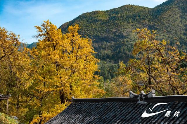 金叶映古驿！妥乐千年诗意，此刻正当赴