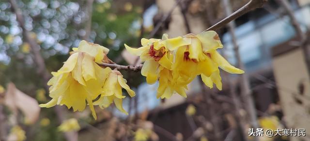 她姨的瓜子儿早饭