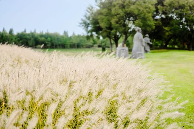 宿迁泗洪洪泽湖湿地，芦苇遍布，环境优美，一幅被秋天浸染的画卷