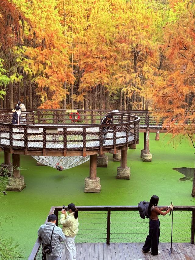 “初冬的童话”！青山湖水上森林“一天更比一天红”