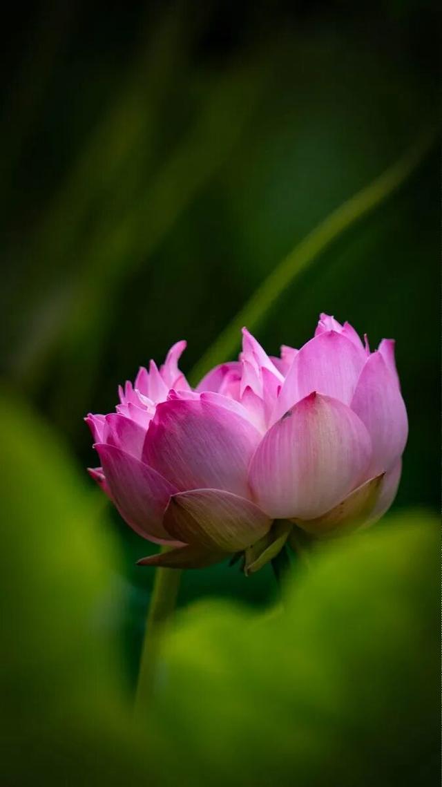 听劝！来呼和浩特赏花吧，四季可约~