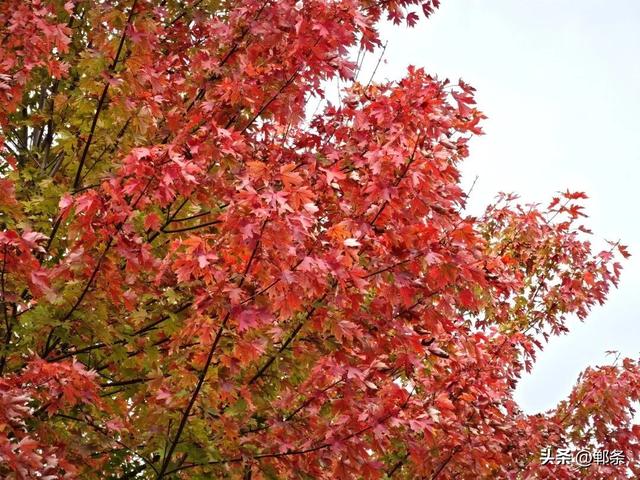 一起感受峰峰的枫