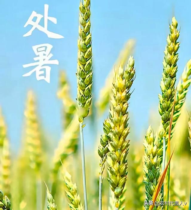 “冷不冷，就看处暑”，今日处暑，今年冬天有多冷？看农谚就知道