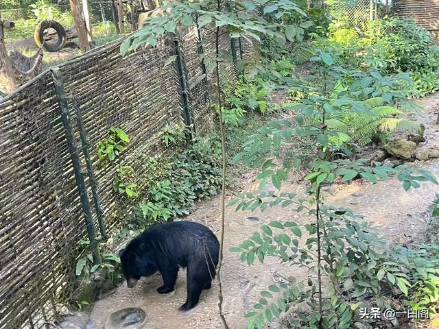 翡翠秘境 水之诗篇——光西瀑布