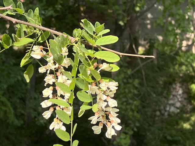 人在旅途（1）：我的家乡，山东安丘一个小山村。