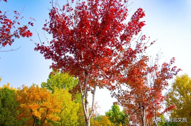 别错过！石家庄市城区赏秋最全指南，来啦→