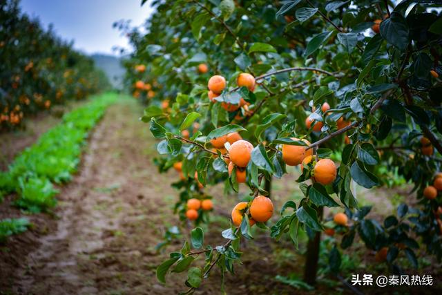 永寿县迎“双节”22项精彩活动让您假期不重样