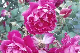 称呼的变迁（一）：老辈人之间的昵称图片