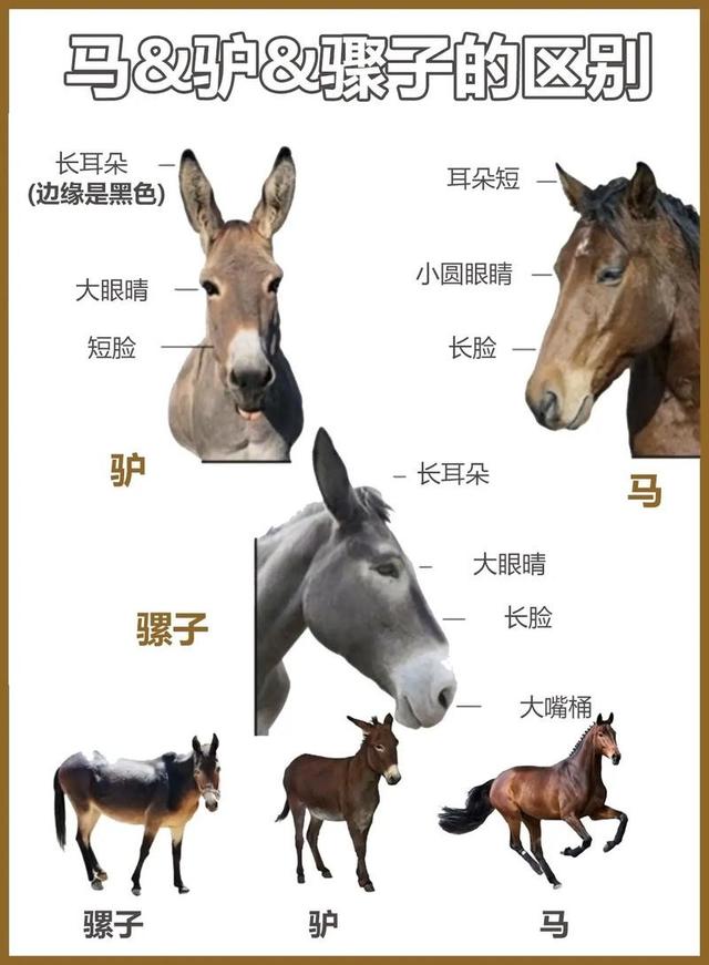 骡子为何都无法生育，看看驴和马干的好事，这下全都明白了