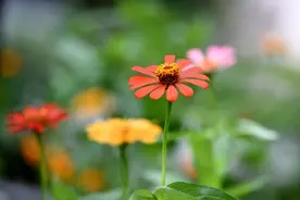 旺自己的网名昵称，旺家庭子孙的微信名字，寓意吉祥，福气又安康图片