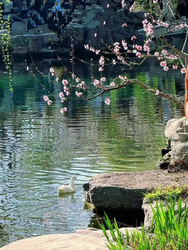 2025四季巡礼！100位寻美客邀你共绘最美泉城图鉴