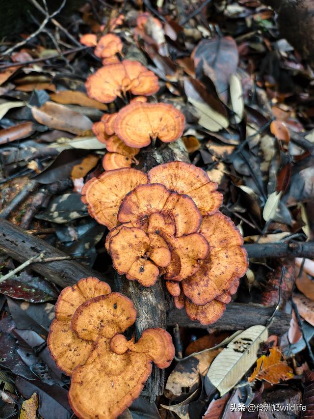 马来西亚(30)砂拉越州④姆鲁山徒步线路