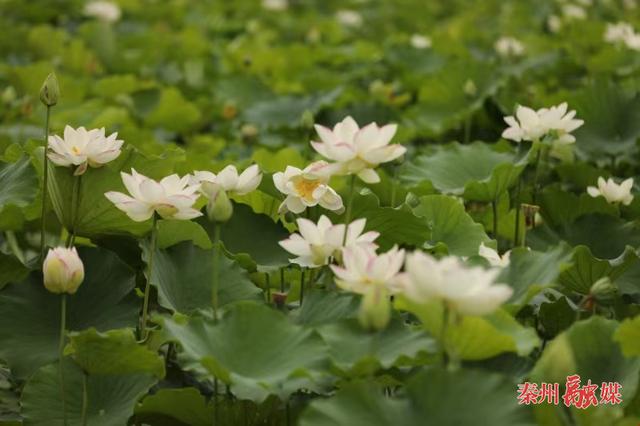 亭亭清荷韵满塘 悠悠碧水凉意浓