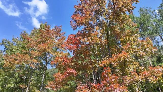 骑行赏枫、古村寻秋……被祁门的「枫景」治愈啦！| 皖美秋日